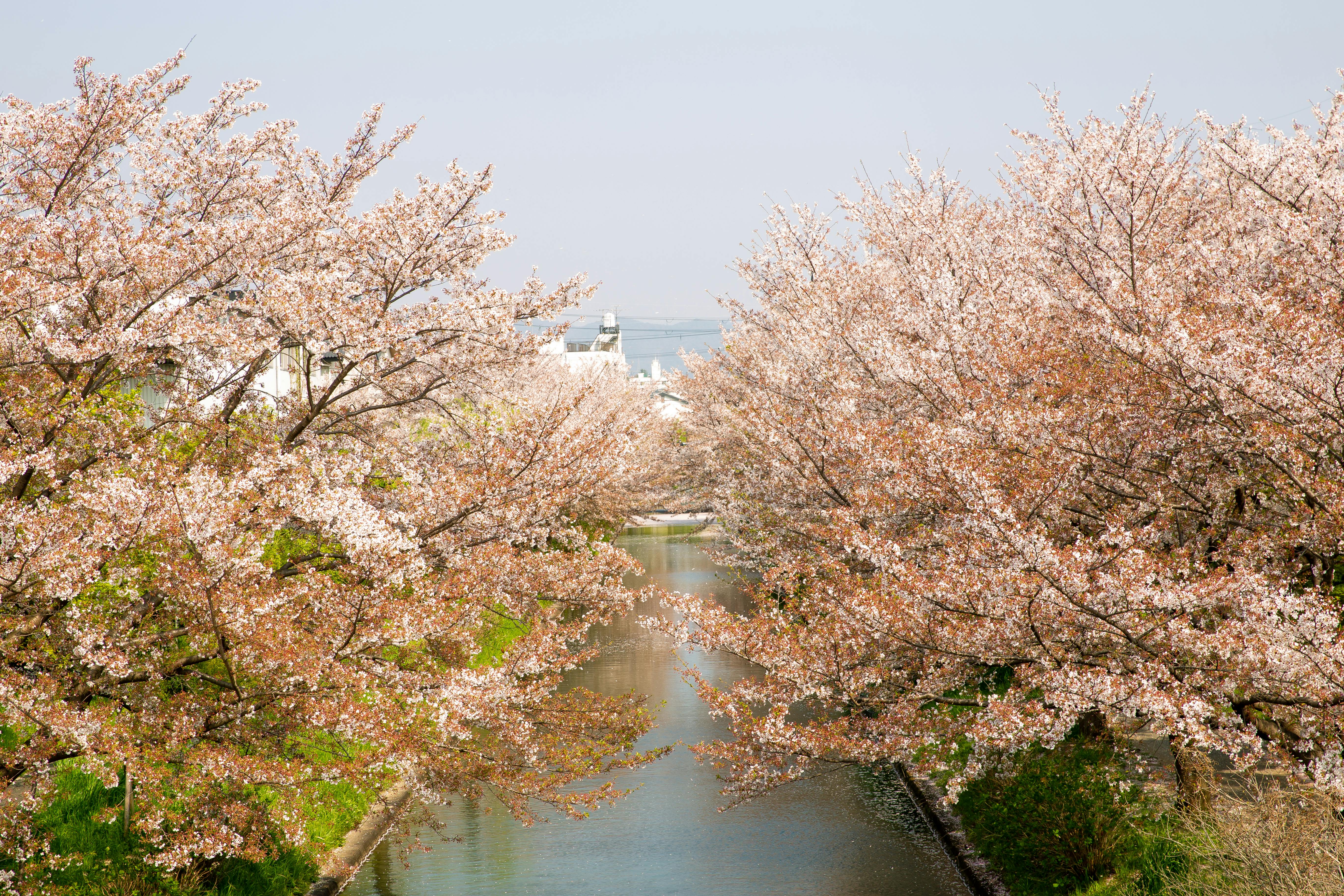 Unearthing Kyoto's Timeless Wonders